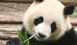 山西熊猫，知识产权保护的典范