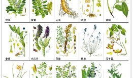 探索植物类药材的奥秘，种类与功效