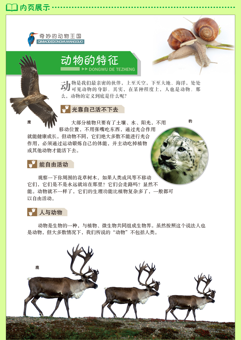 动物百科全书知识大全，探索动物世界的奥秘