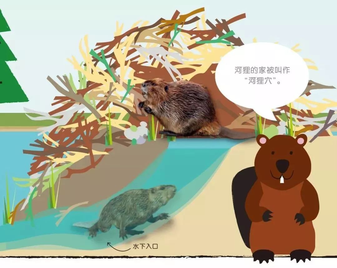 动物百科全书知识大全，探索动物世界的奥秘