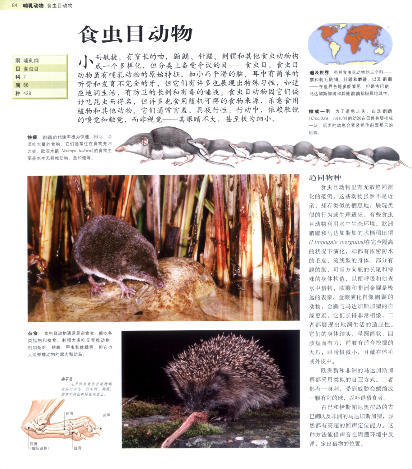 动物百科全书，探索自然界的奇妙生物