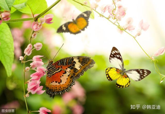 蝴蝶的英文表达及其文化意义