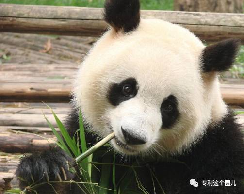 山西熊猫，知识产权保护的典范