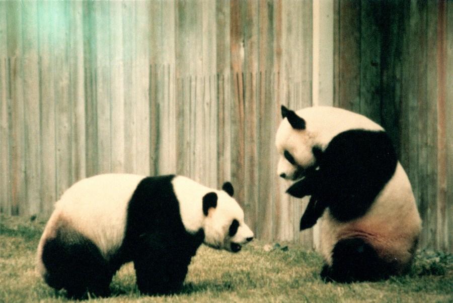 Panda Cats:Unveiling the Coolest Cold Facts in English