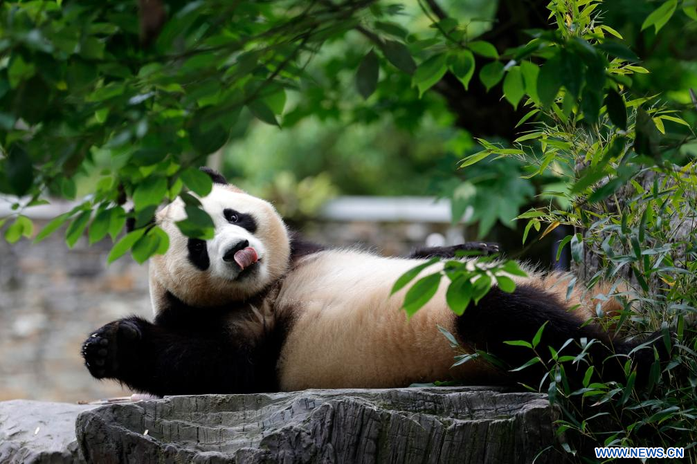 Panda Cats:Unveiling the Coolest Cold Facts in English