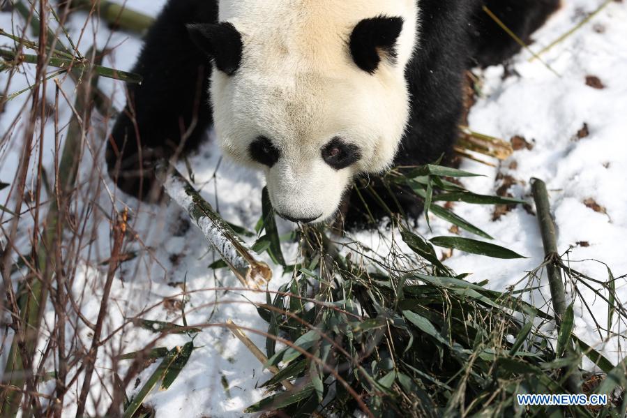 Panda Cats:Unveiling the Coolest Cold Facts in English