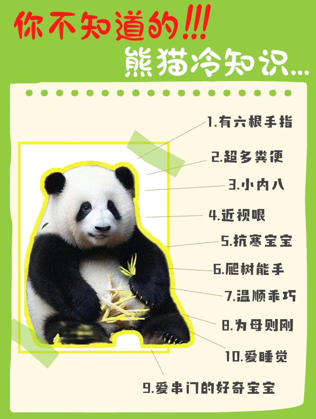 熊猫界的神秘面纱，探索关于熊猫的冷知识