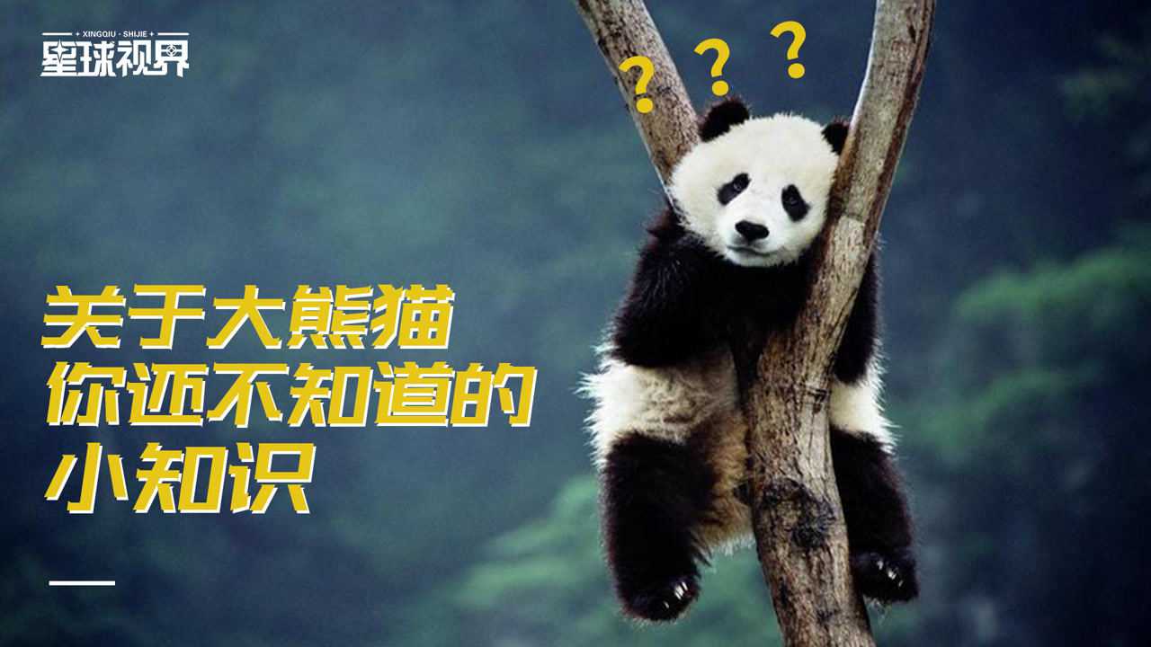 熊猫界的神秘面纱，探索关于熊猫的冷知识