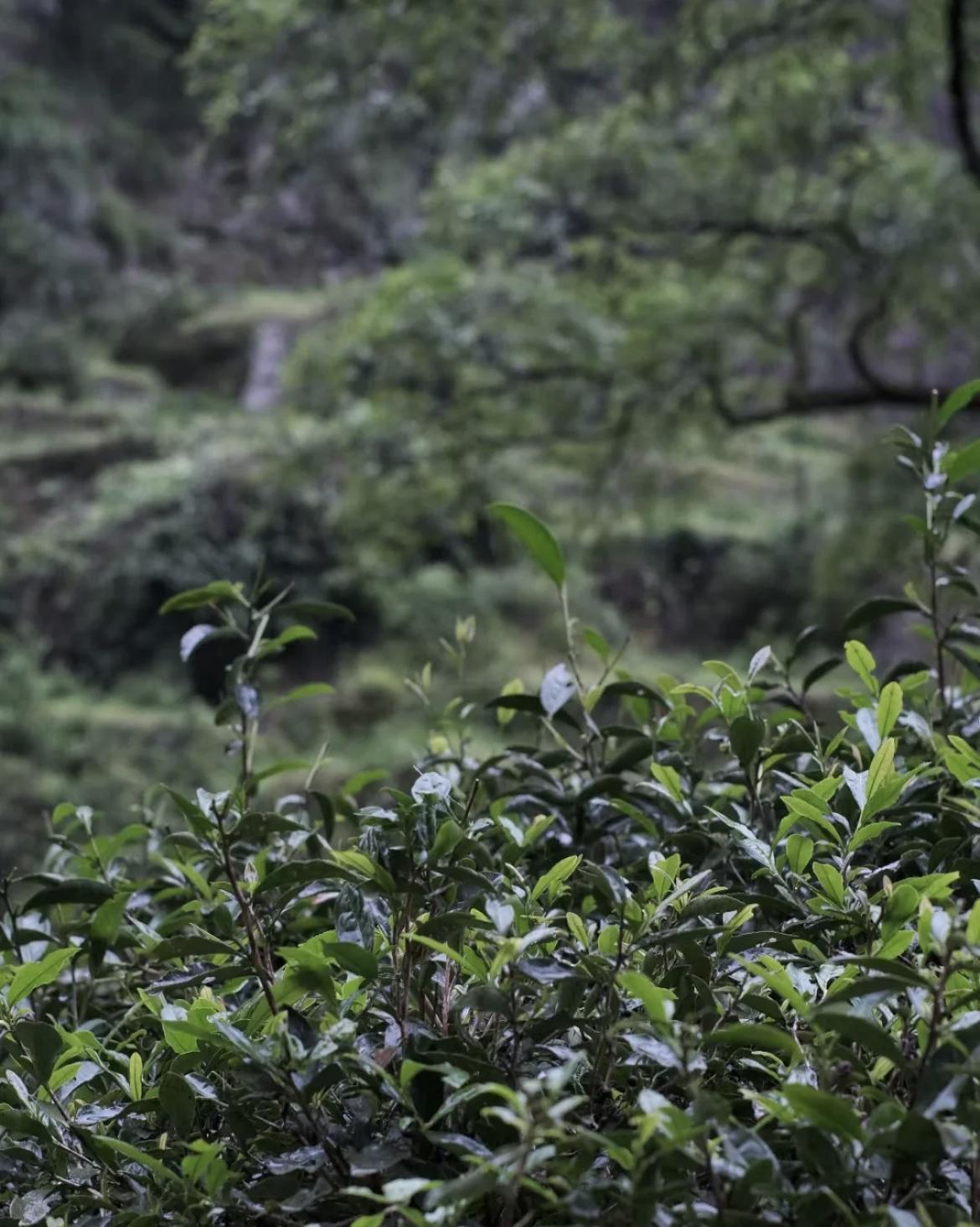 探索茶的神奇功效，降血脂降血压的茶类推荐