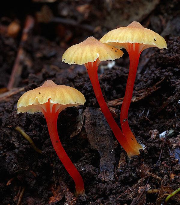 探索我的世界版百科全书，下载、使用与优化指南