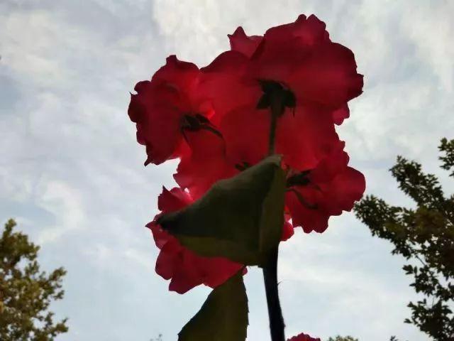 花花，一个昵称背后的故事