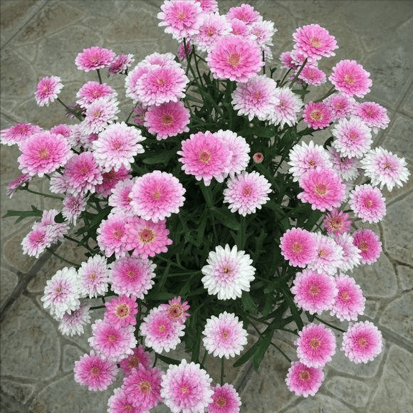 花花，一种神秘而美丽的花卉