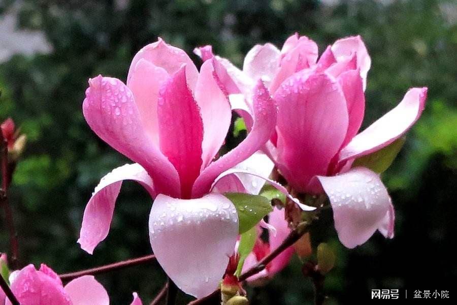 花的象征意义，自然界的诗意语言