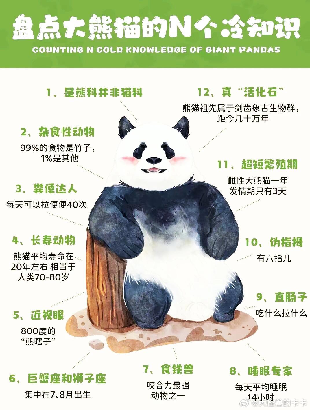 探秘国宝，熊猫知识科普