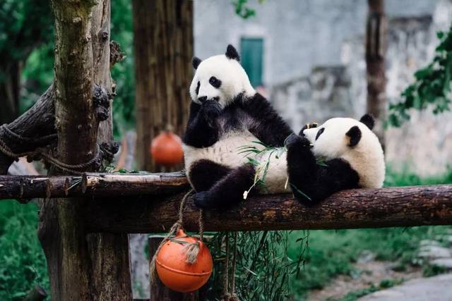 熊猫，中国的国宝与全球的环保使者