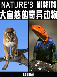 动物百科知识大全，探索自然界的奇妙生物