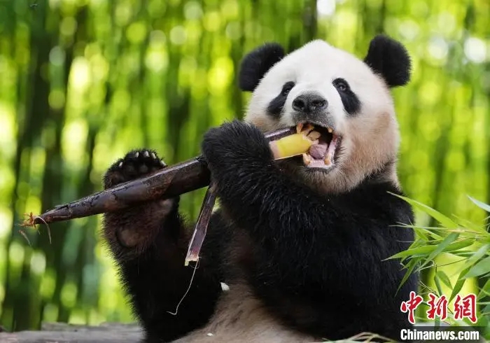熊猫知识科普，保护濒危物种，传承文化价值