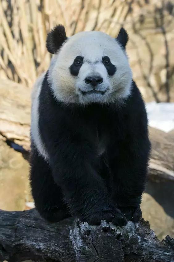 熊猫科普知识大全，了解这些可爱的国宝